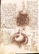 LEONARDO da Vinci Anatomical drawing of the stomach and the intestine Sweden oil painting artist